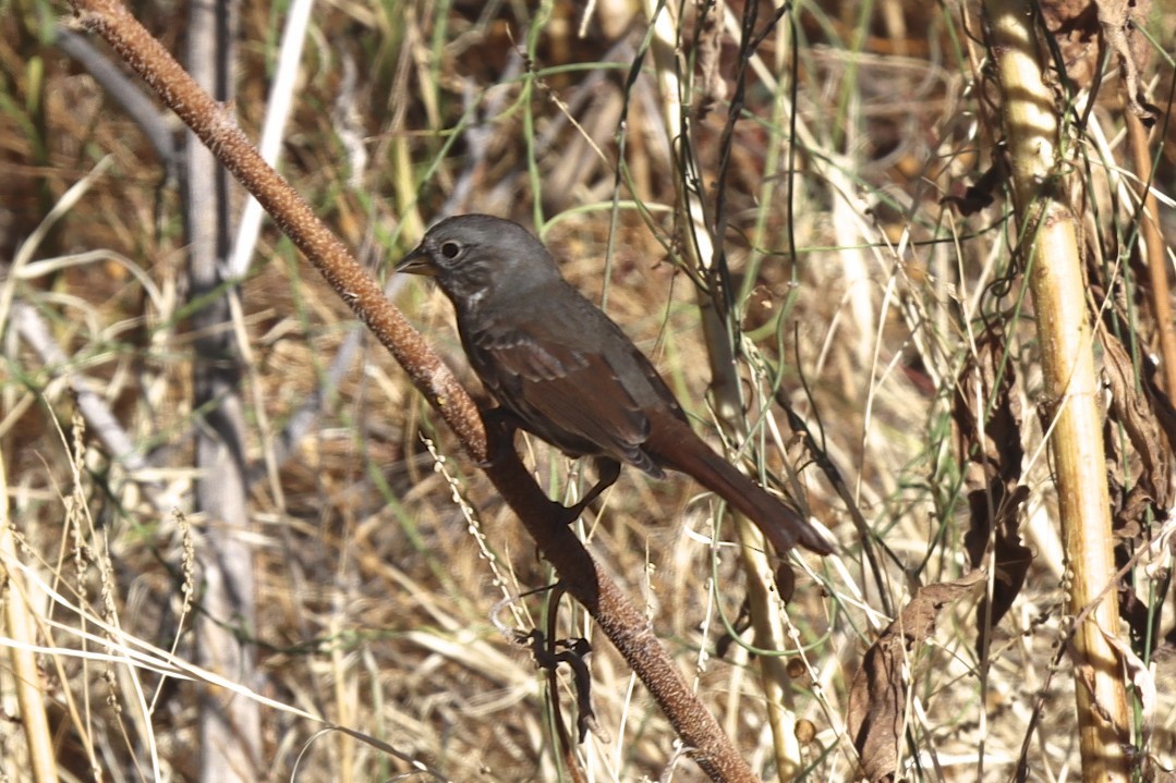 Fox Sparrow - ML271290021