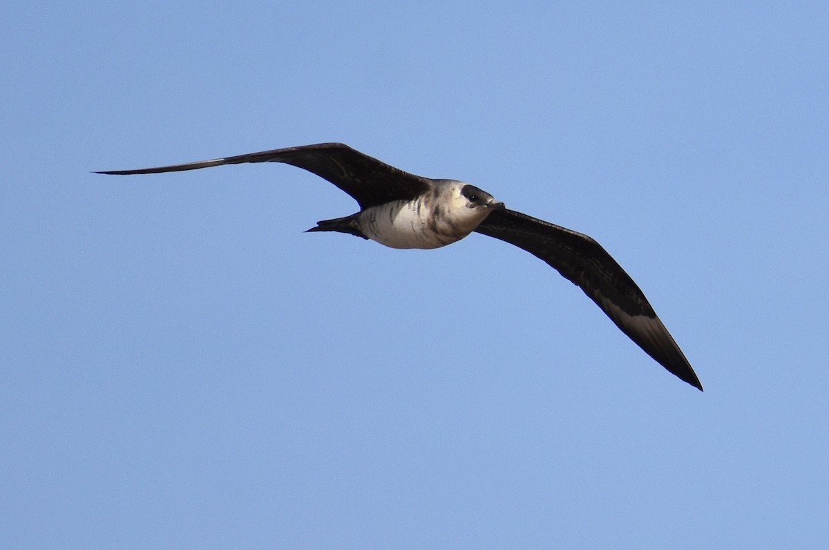 Parasitic Jaeger - ML271291021