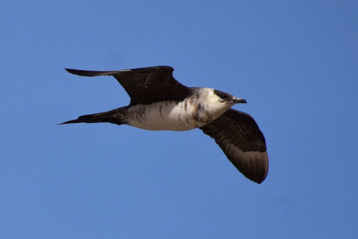 Parasitic Jaeger - ML271291381