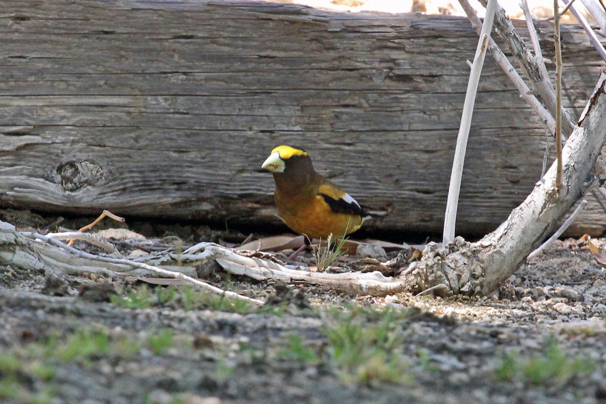 Evening Grosbeak - ML271291561