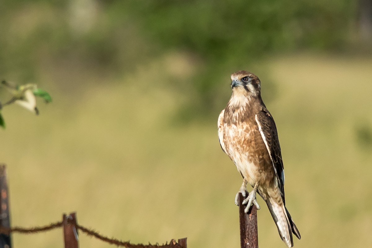 Brown Falcon - ML27129181