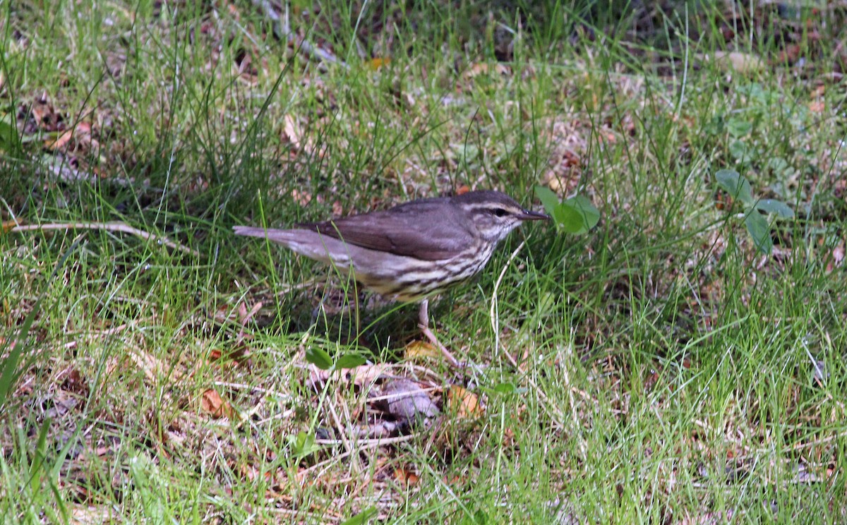 Northern Waterthrush - ML271292231