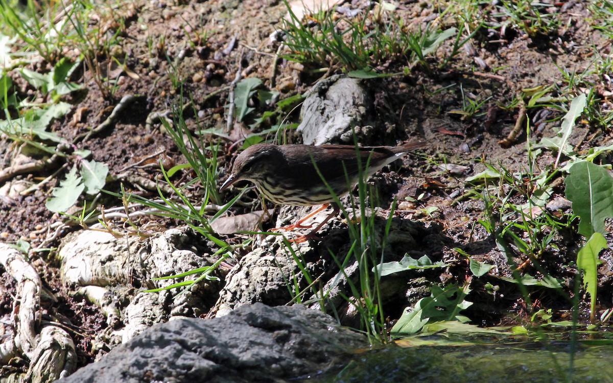 Northern Waterthrush - ML271292561