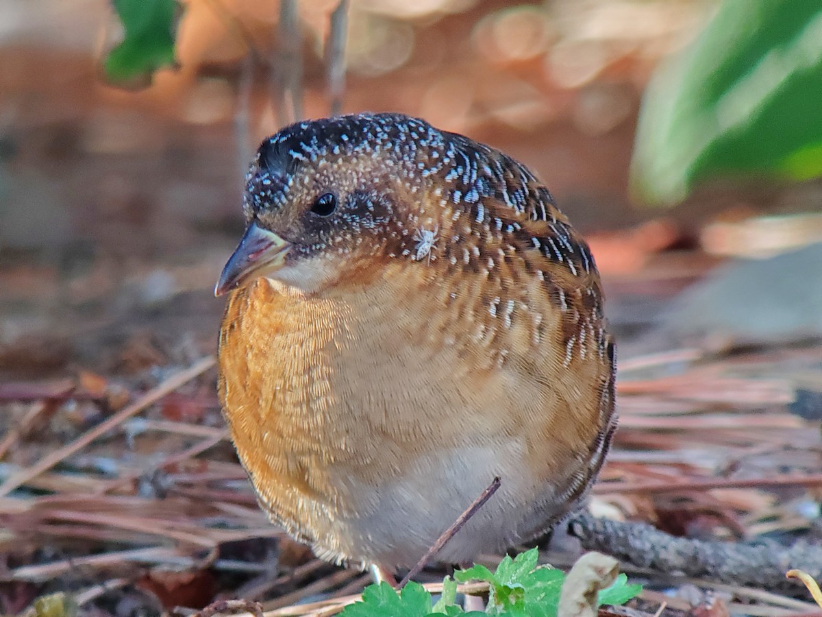 Yellow Rail (Northern) - Aidan Kiley