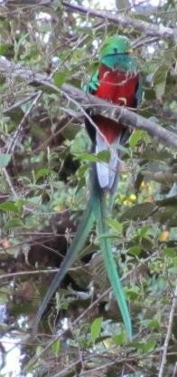Quetzal Guatemalteco - ML27129451