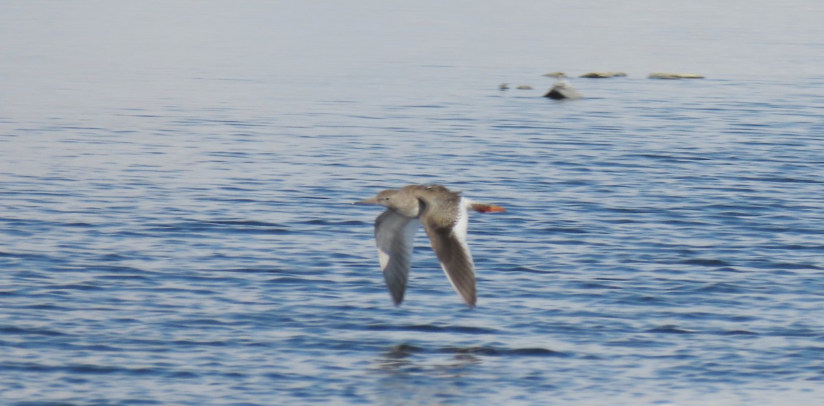 Common Redshank - ML271295431