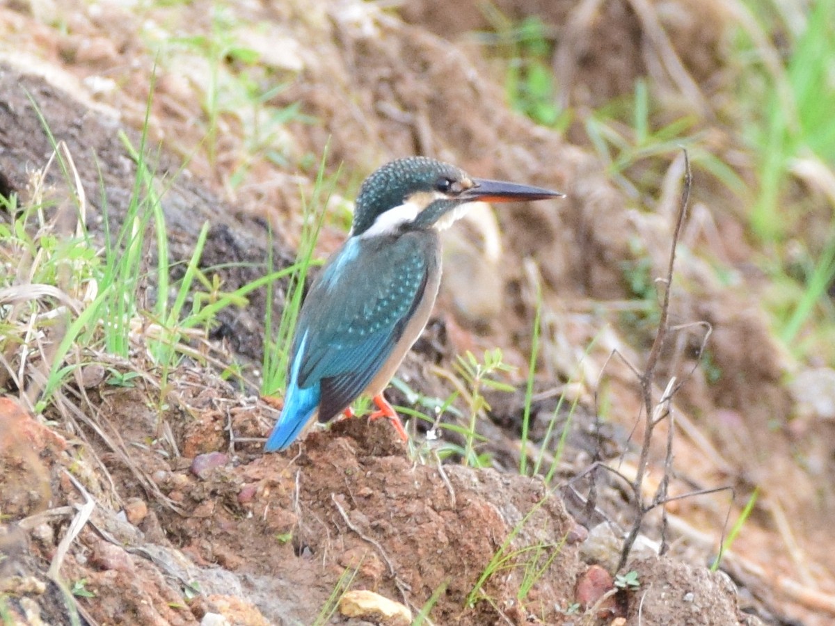 Common Kingfisher - Shafeeq Wilson