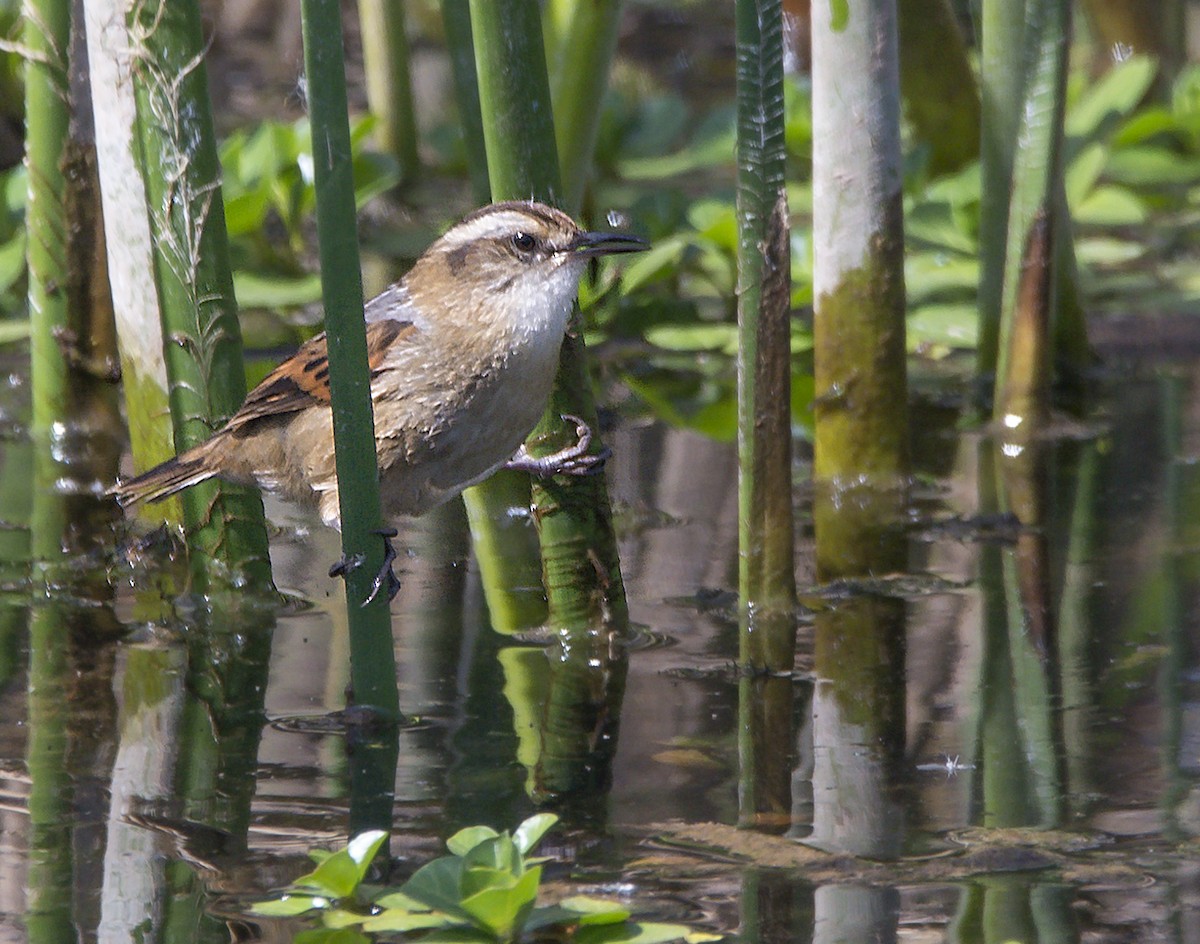 Wren-like Rushbird - Williams Daniel Nuñez