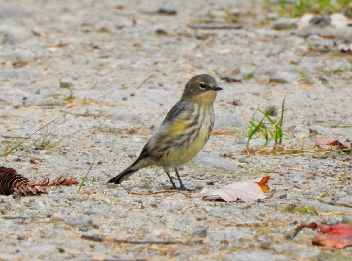 Yellow-rumped Warbler - Cindy Burley