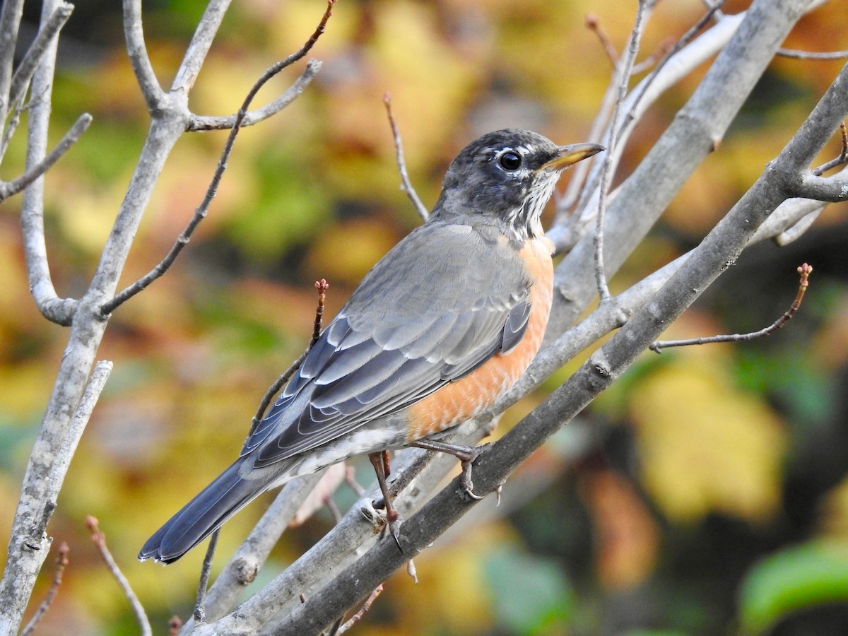 American Robin - Cindy Burley