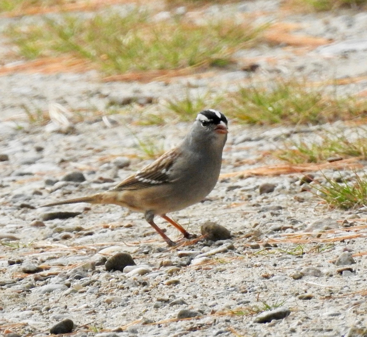 White-crowned Sparrow - Cindy Burley