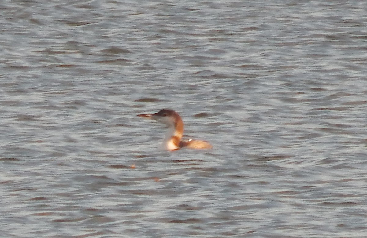 Common Loon - Paul Sunby