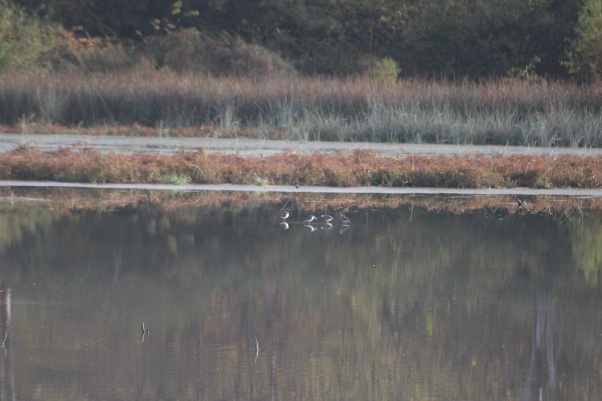 Lesser Yellowlegs - ML271310161