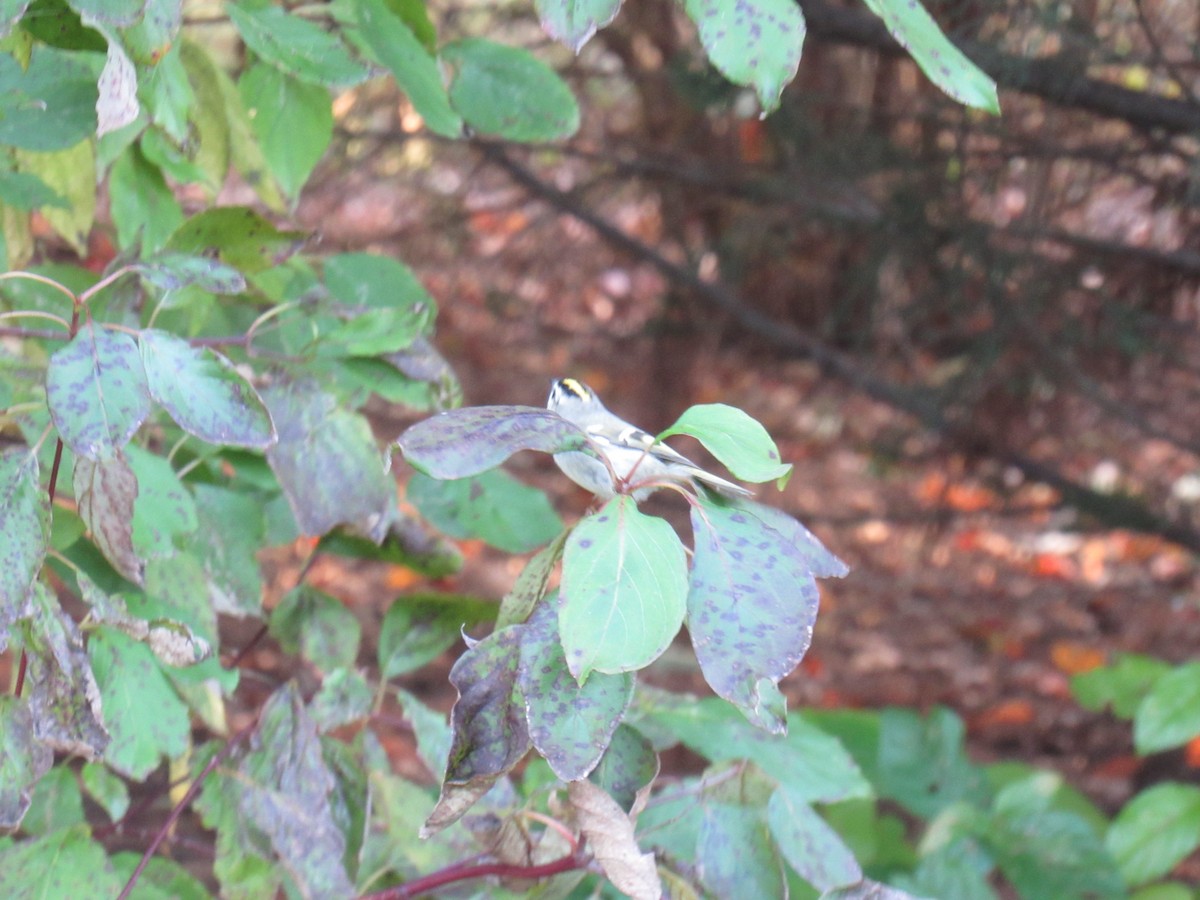 Golden-crowned Kinglet - ML271310241