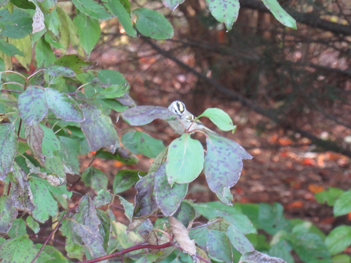 Golden-crowned Kinglet - ML271310311