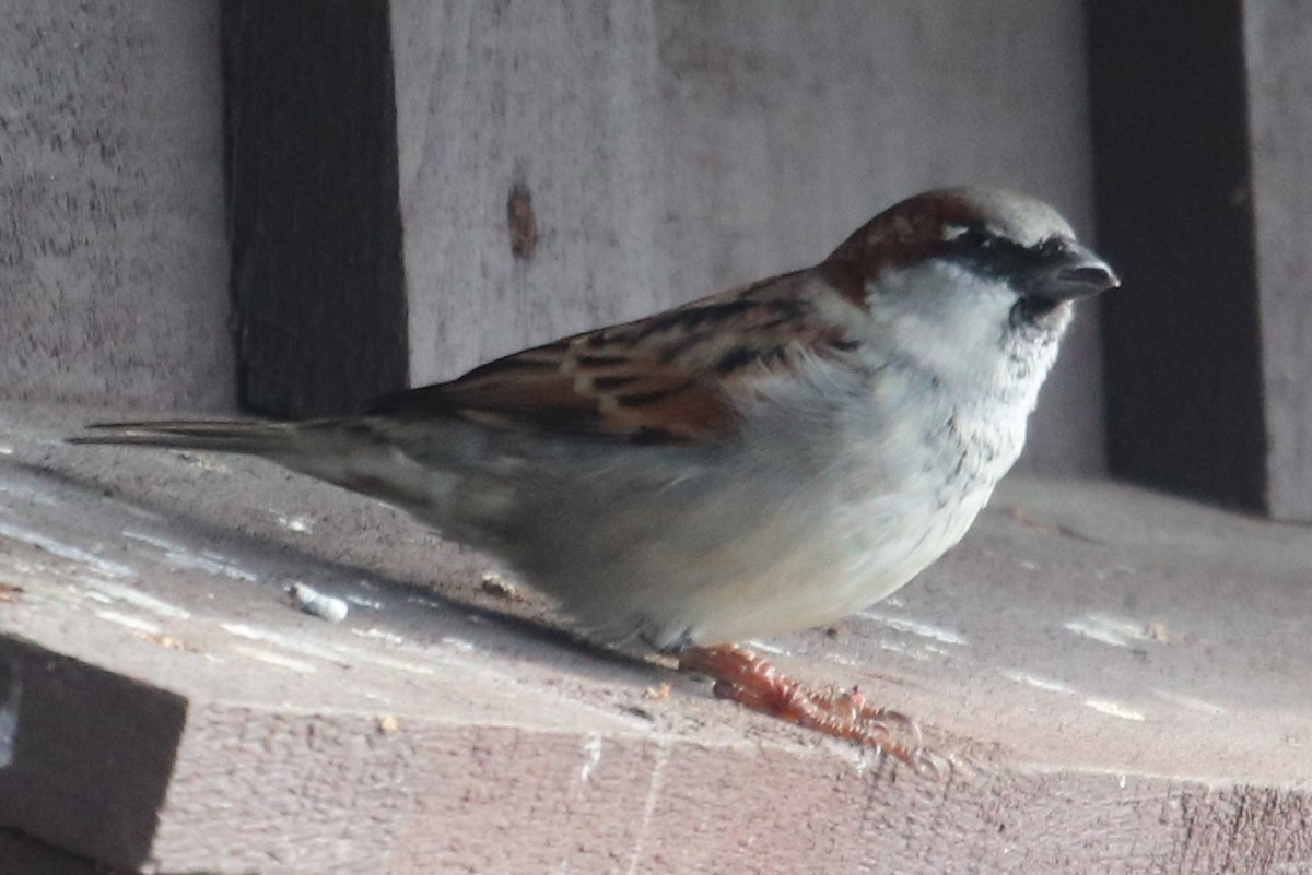 House Sparrow - ML271314171
