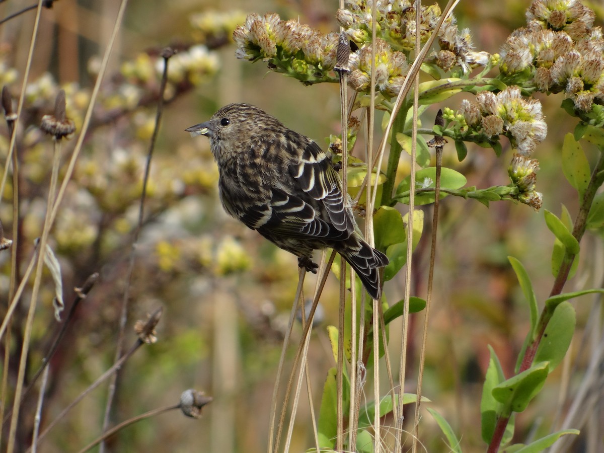 Pine Siskin - Andrew Raamot and Christy Rentmeester