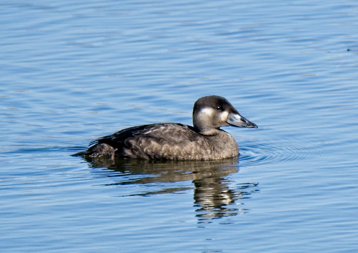 Surf Scoter - ML271315351