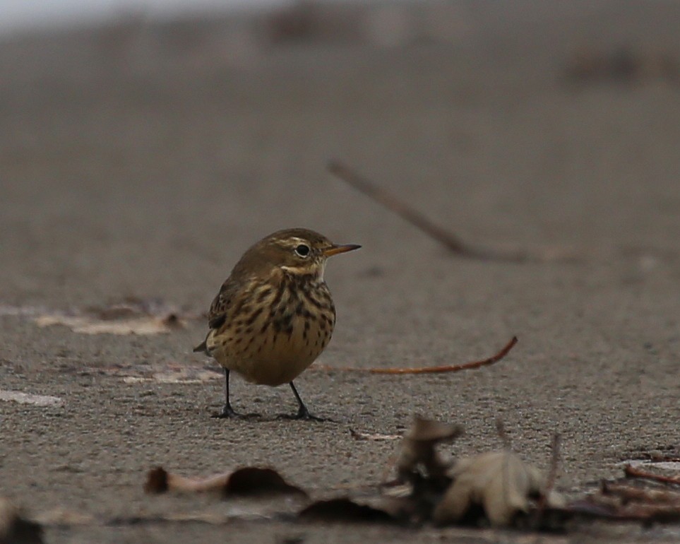 American Pipit - ML271317621