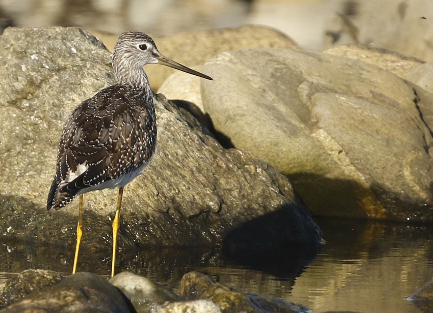 Greater Yellowlegs - Mark Dennis