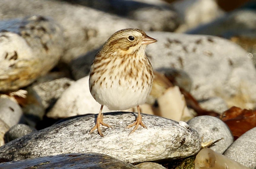 Savannah Sparrow (Ipswich) - ML271318141