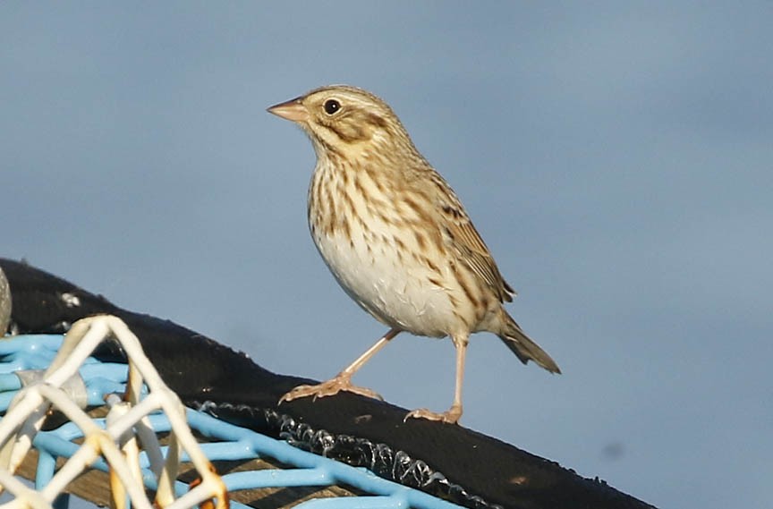 Savannah Sparrow (Ipswich) - ML271318151