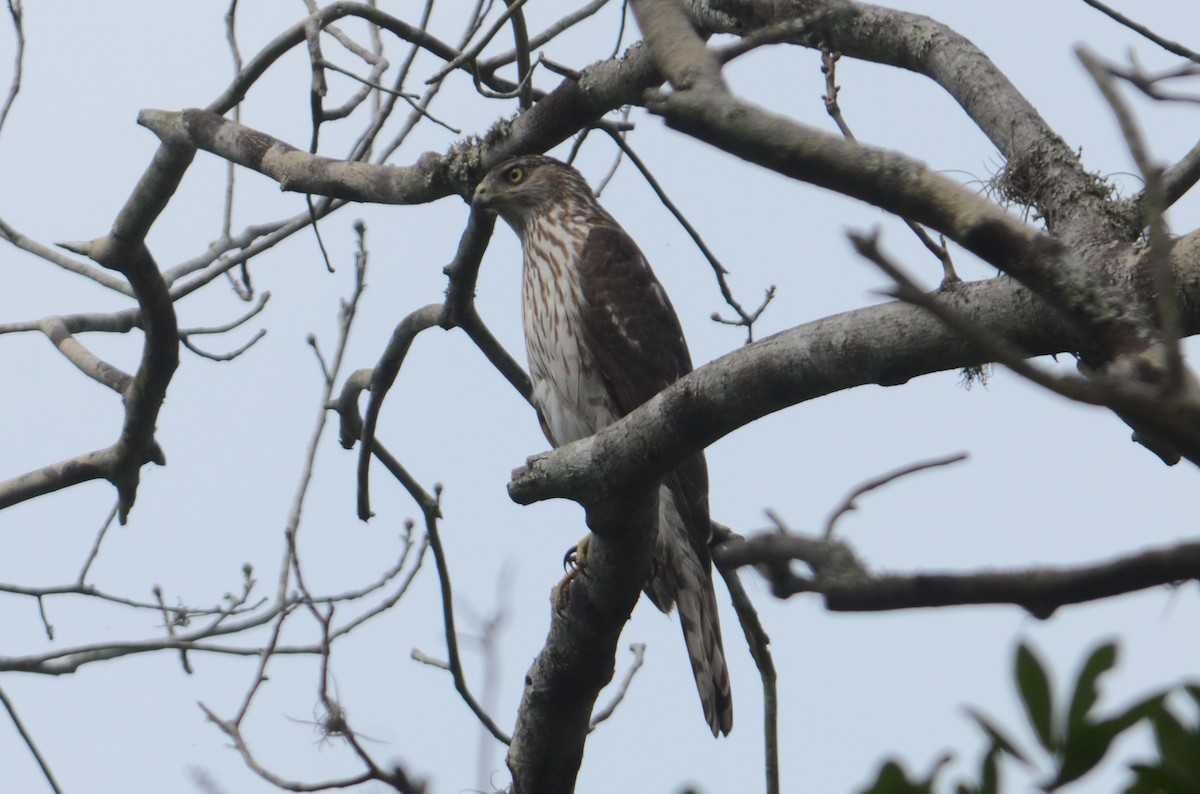 Cooper's Hawk - Anthony Licata