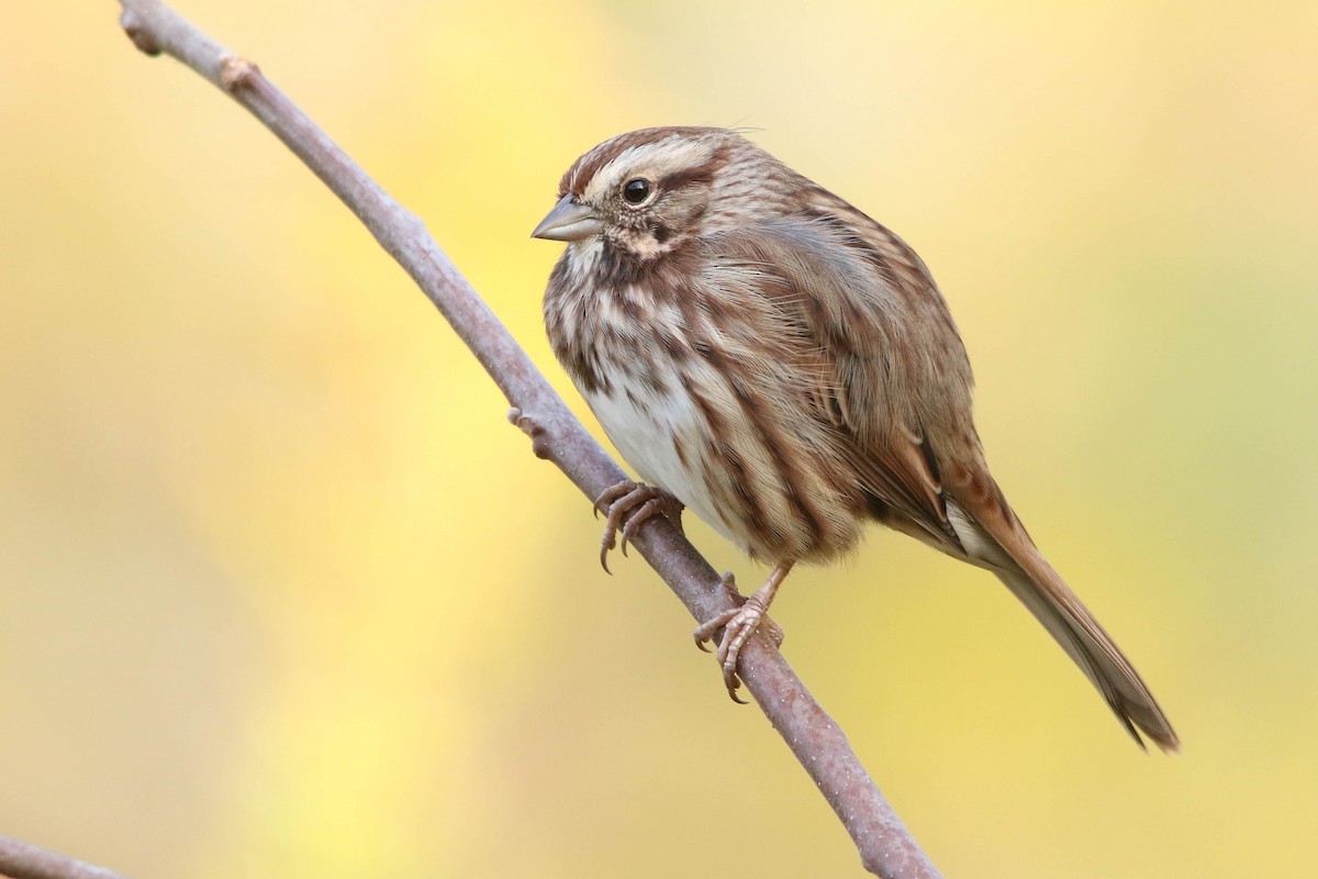 Song Sparrow - ML271320181