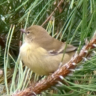 Pine Warbler - ML271320601