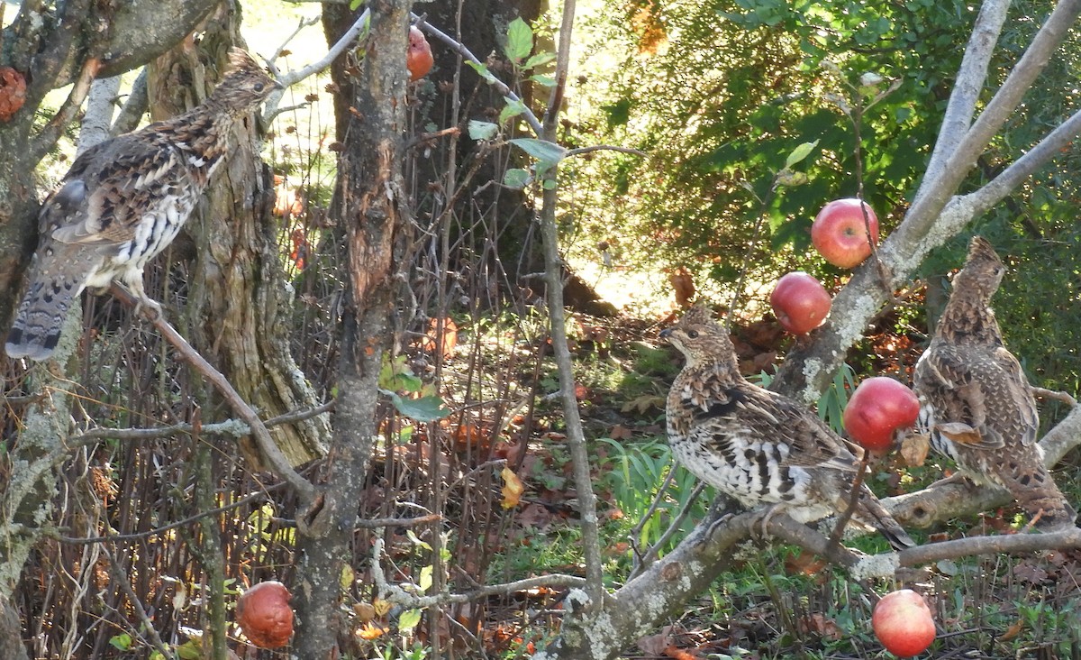 Ruffed Grouse - Kathleen Spicer