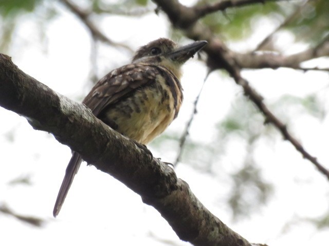 Two-banded Puffbird - ML271322971