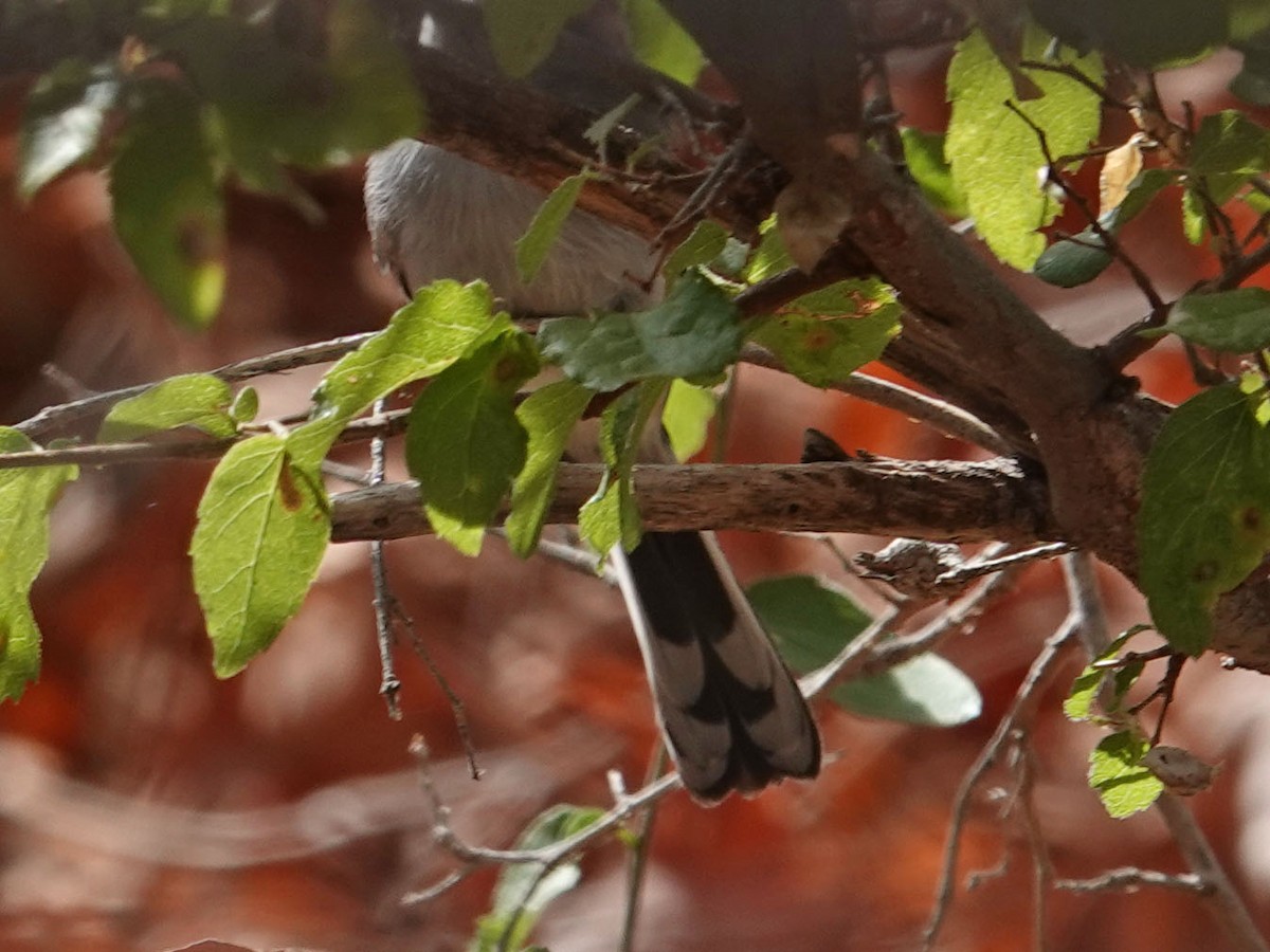 Black-tailed Gnatcatcher - ML271323161