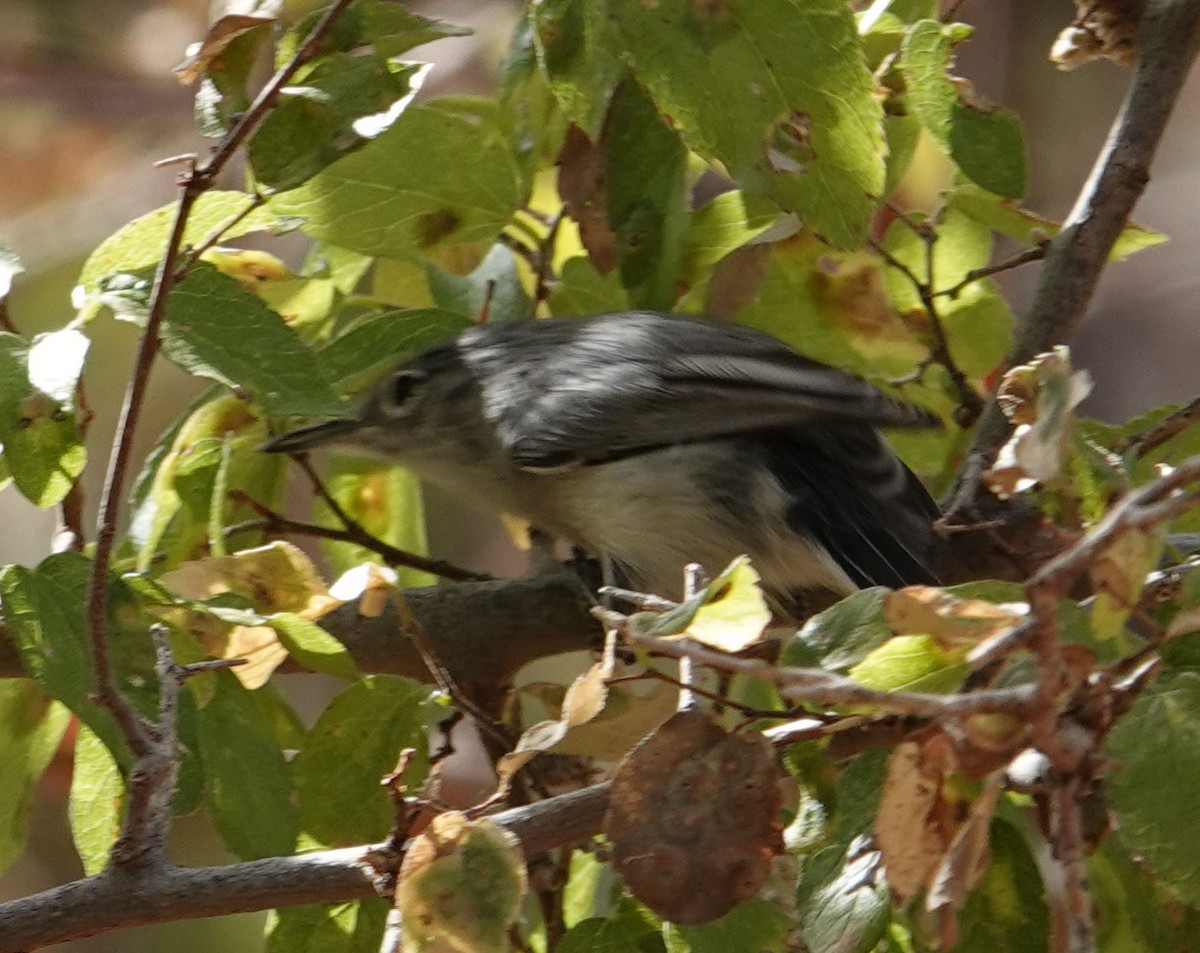 Black-tailed Gnatcatcher - ML271323181