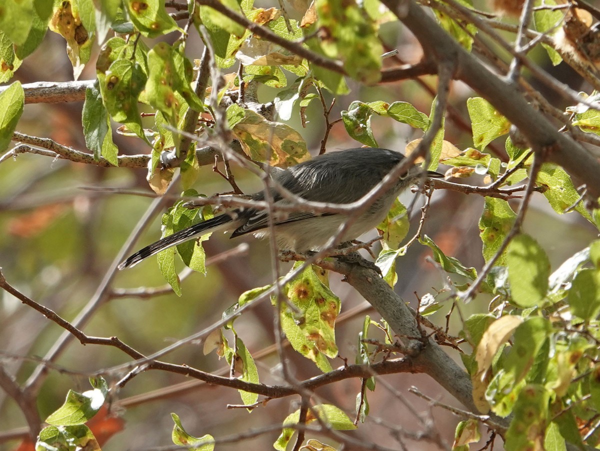 Black-tailed Gnatcatcher - ML271323221