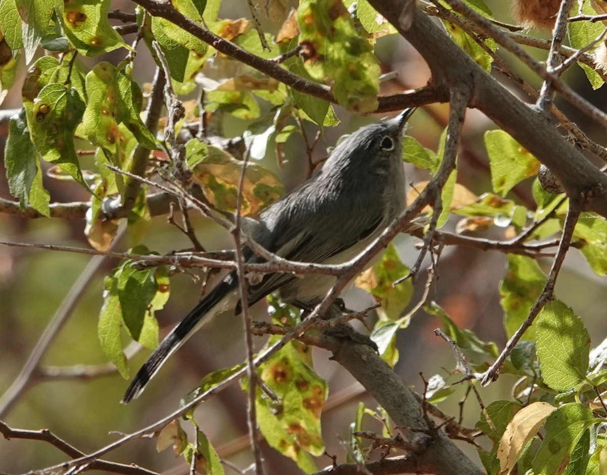 Black-tailed Gnatcatcher - ML271323231