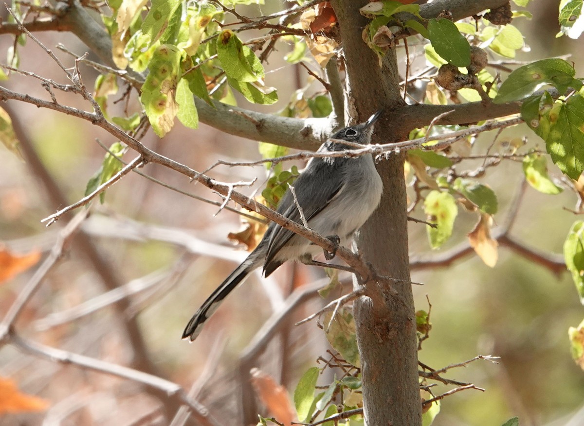 Black-tailed Gnatcatcher - ML271323251