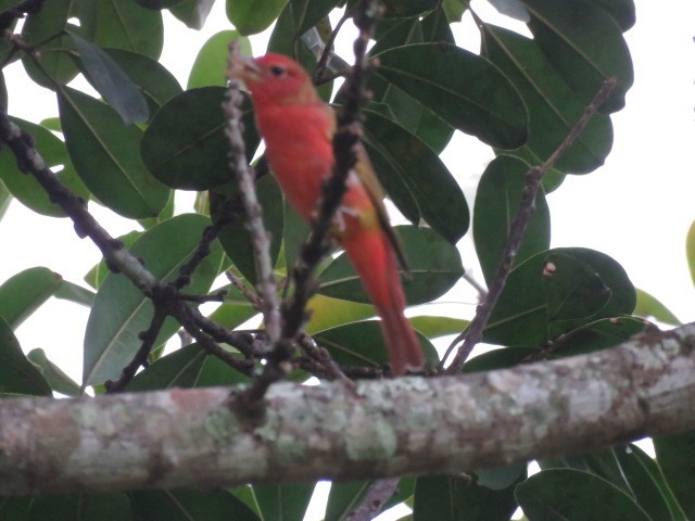 Summer Tanager - ML271323321