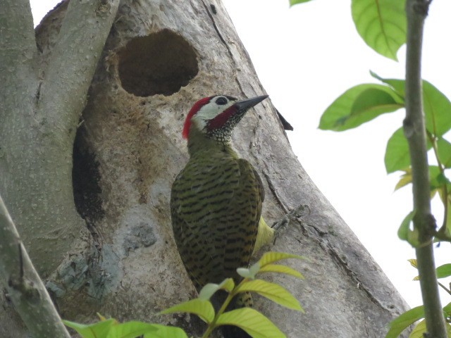 Spot-breasted Woodpecker - ML271324781