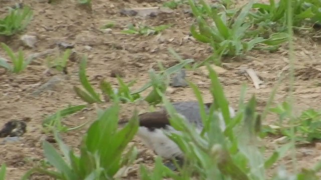 White-fronted Chat - ML271325391