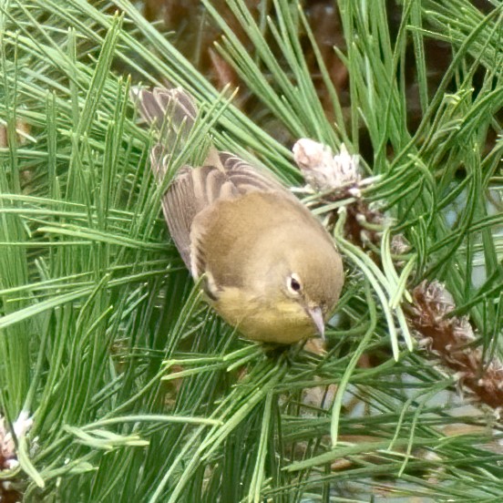 Pine Warbler - ML271326011