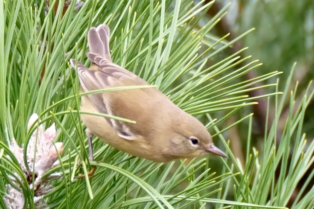 Pine Warbler - ML271326031