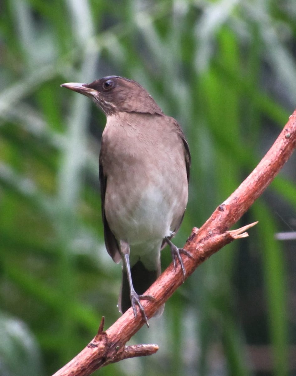 Creamy-bellied Thrush - ML271326471