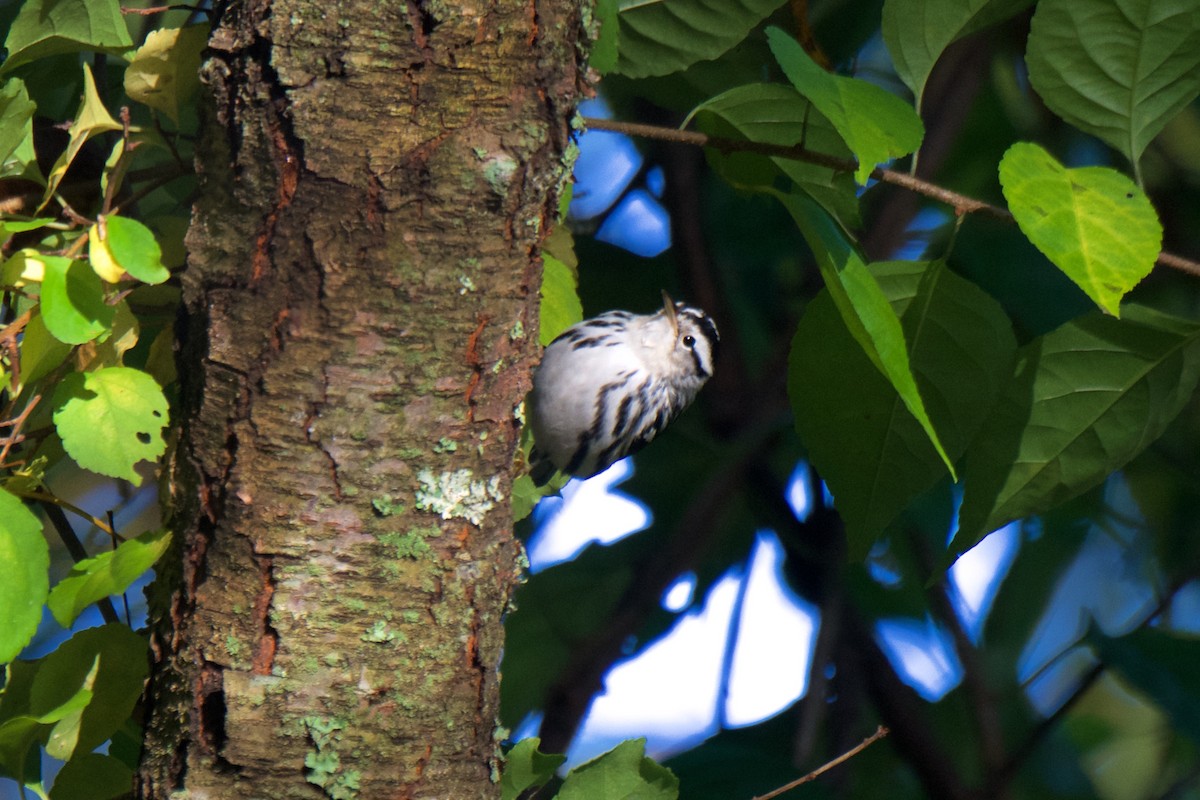 Black-and-white Warbler - ML271326481