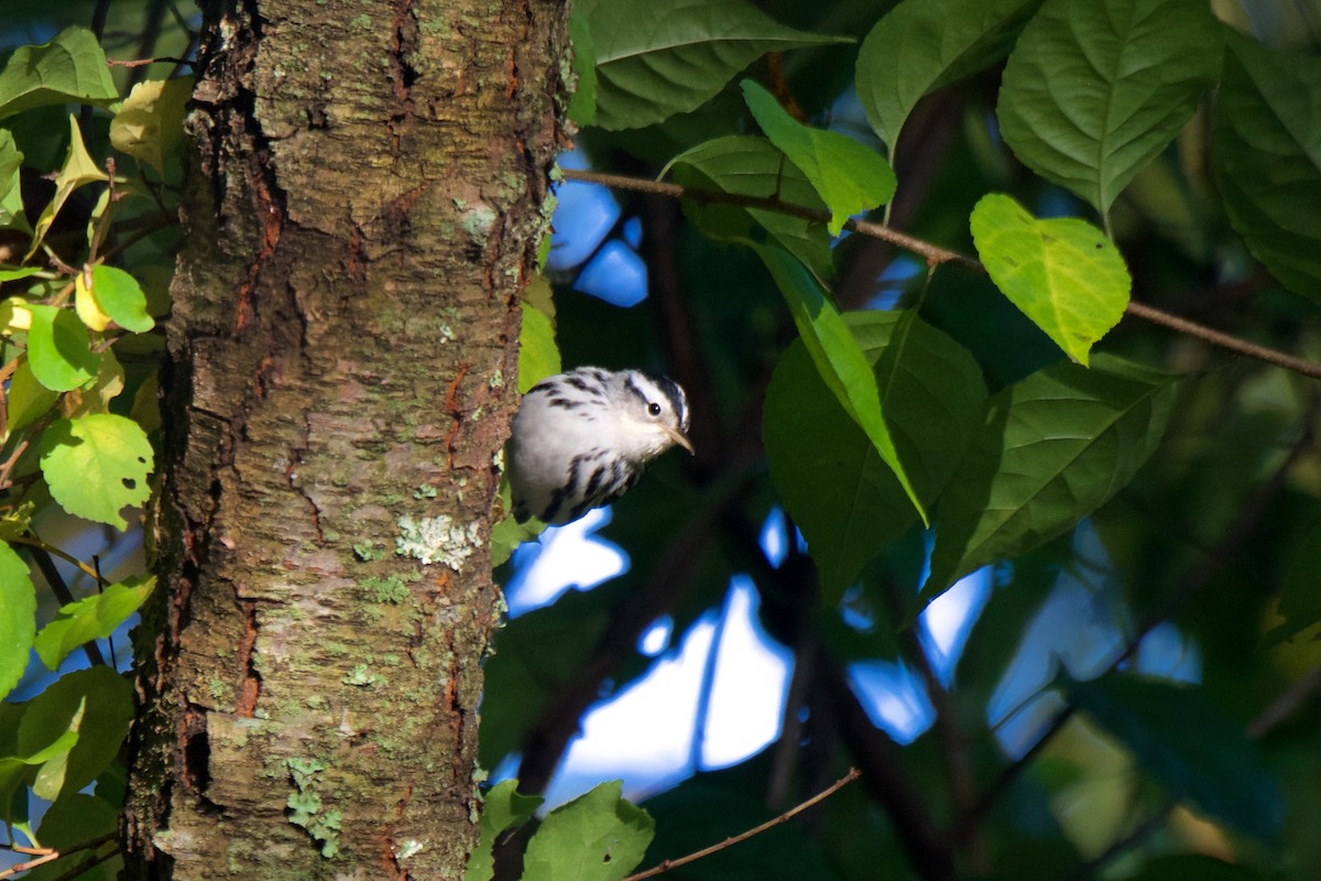 Black-and-white Warbler - ML271326511