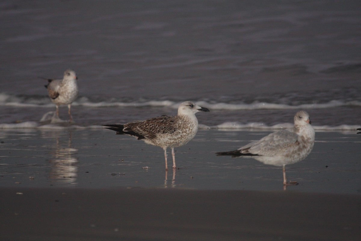 Lesser Black-backed Gull - Steve Collins