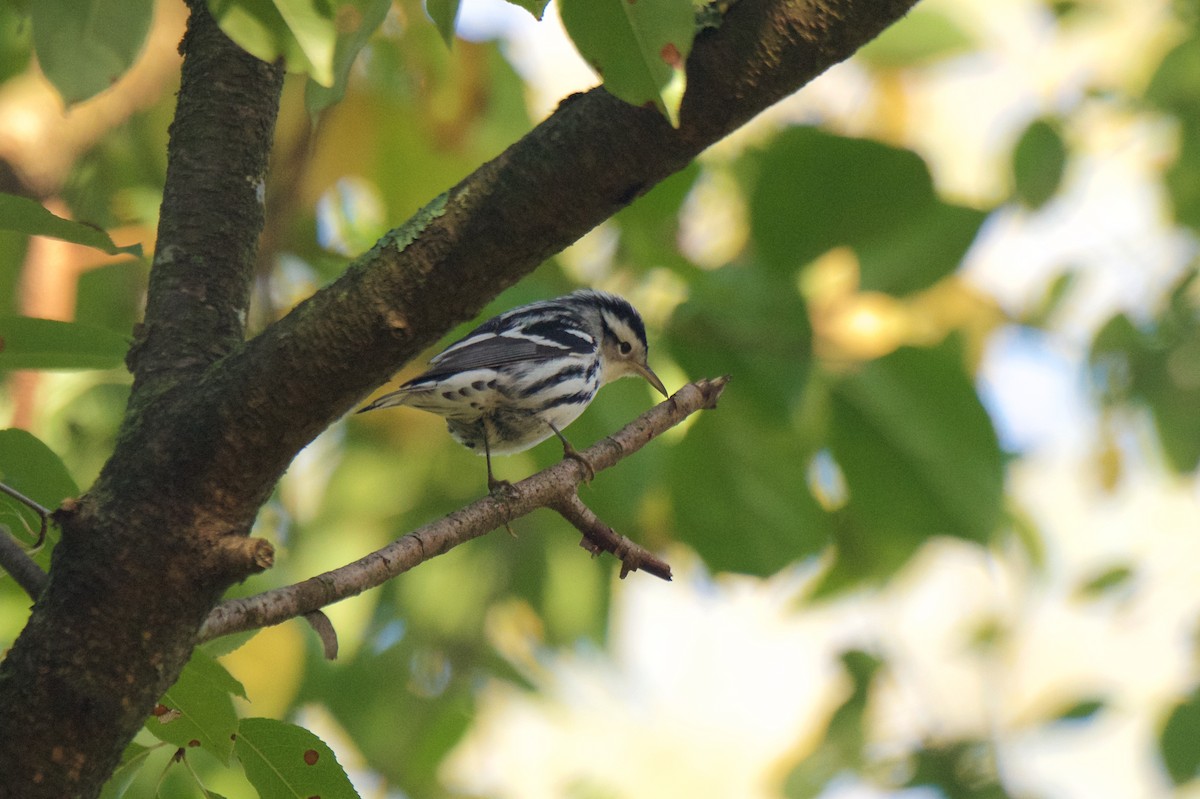 Black-and-white Warbler - ML271326771