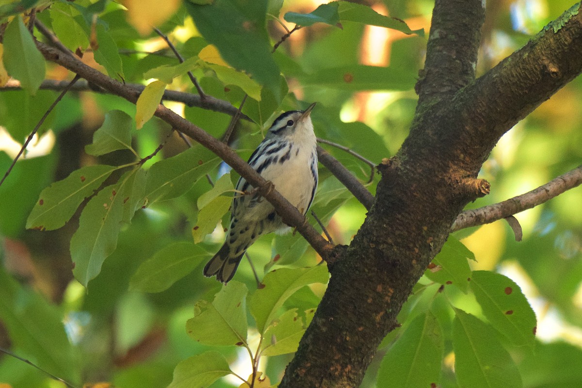 Black-and-white Warbler - ML271326841