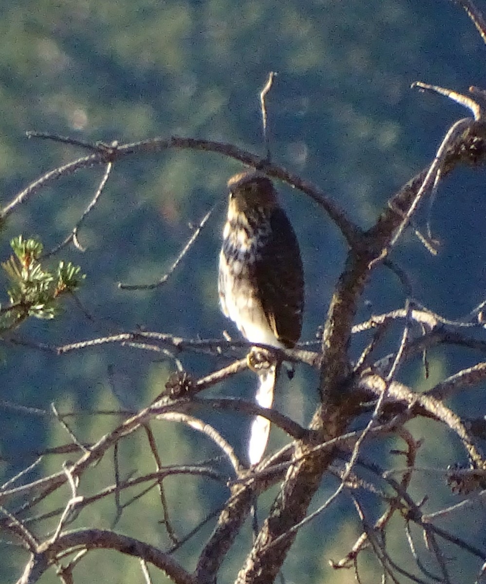 Cooper's Hawk - ML271327881