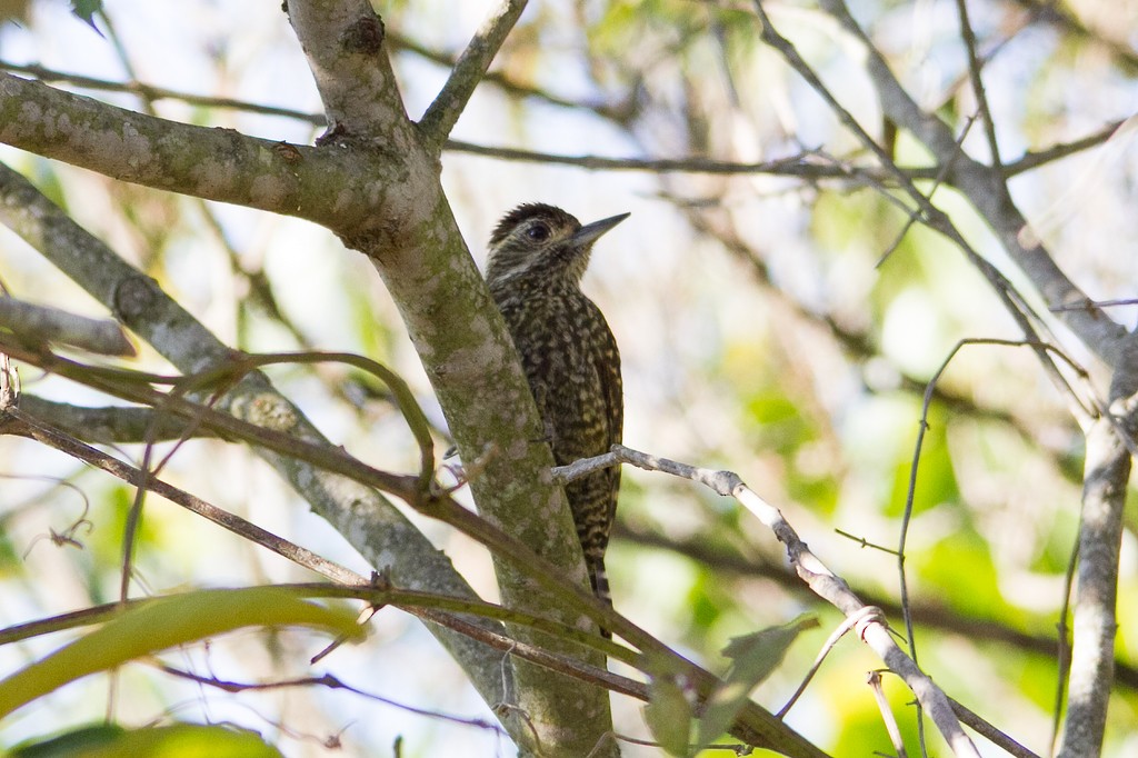 White-spotted Woodpecker - ML271328481