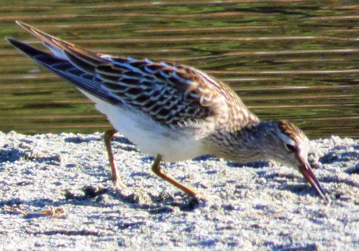 Pectoral Sandpiper - ML271328611